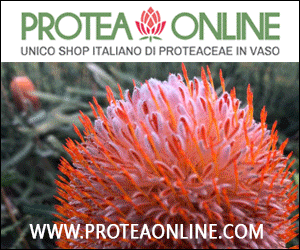PROTEA ONLINE - L'unico shop italiano di protee in vaso