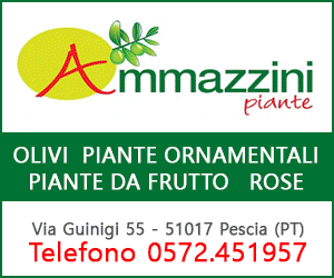 Ammazzini Piante - Olivi, Piante da Frutto, Rose, Piante ornamentali a Pescia