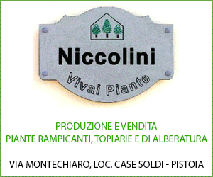 Vivai Niccolini Pistoia - Piante rampicanti, Piante Topiarie, Piante di Alberatura